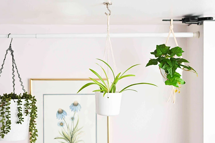 Application of magnetic hooks for hanging plants Application of magnetic hooks for hanging plants