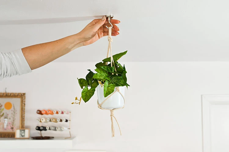 magnetic plant hooks magnetic plant hooks